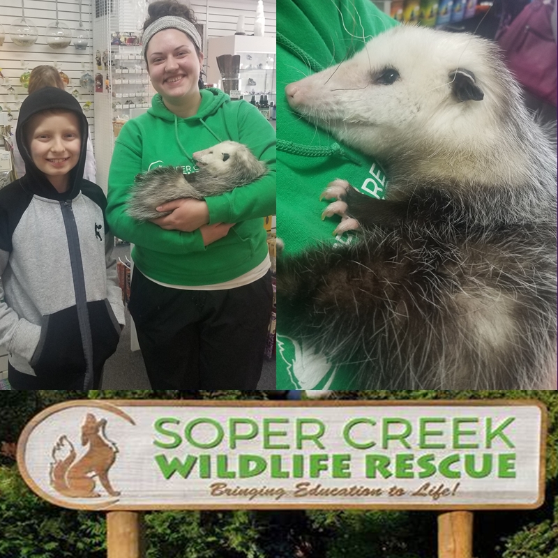 Soper Creek Wildlife Rescue fundraiser featuring a holiday raffle, Zen Shop gift certificate, and opossum guest drawing winning tickets.